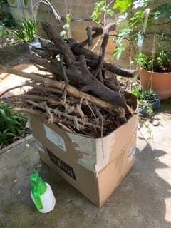 Firewood
