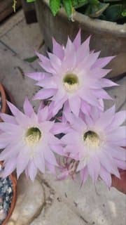 Cactus "Night Beauty" pups