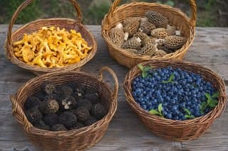 Mushrooms (chanterelles, truffles, morels) and blueberries from Greece
