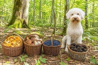 Грибы и ягоды: Лисички, Белые, Трюфели, Голубика